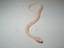 Albino red sided garter baby