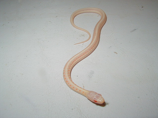 Albino red sided garter baby
