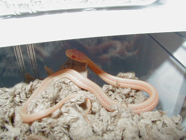 Albino red sided garter baby