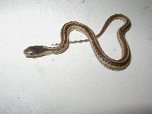 Het albino red sided garter baby