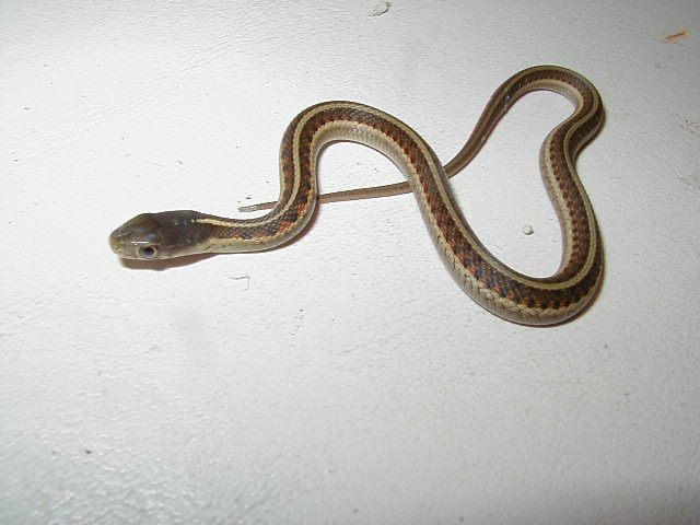 Het albino red sided garter baby