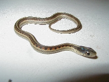 Het albino red sided garter baby