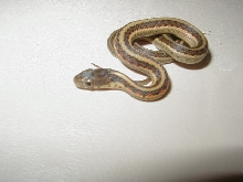 Red Sided het albino outcrossed CB 2007