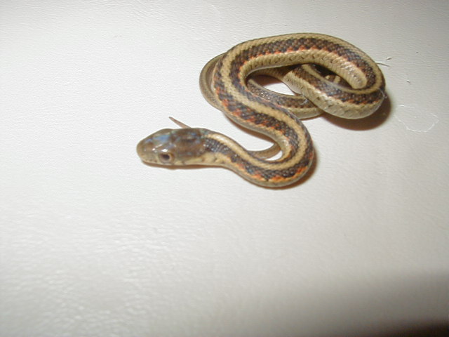 Red Sided het albino outcrossed CB 2007