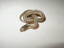 Red Sided het albino outcrossed CB2007