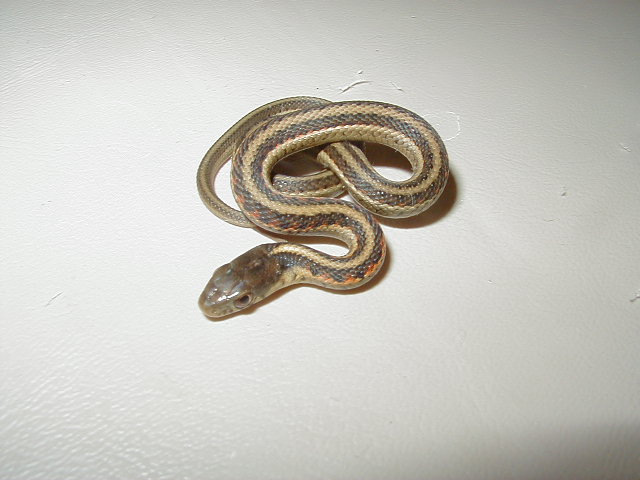 Red Sided het albino outcrossed CB2007