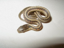 Red Sided het albino outcrossed CB 2007