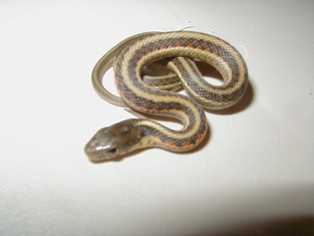 Red Sided het albino outcrossed CB 2007