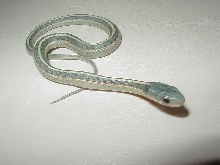 Blue red sided
