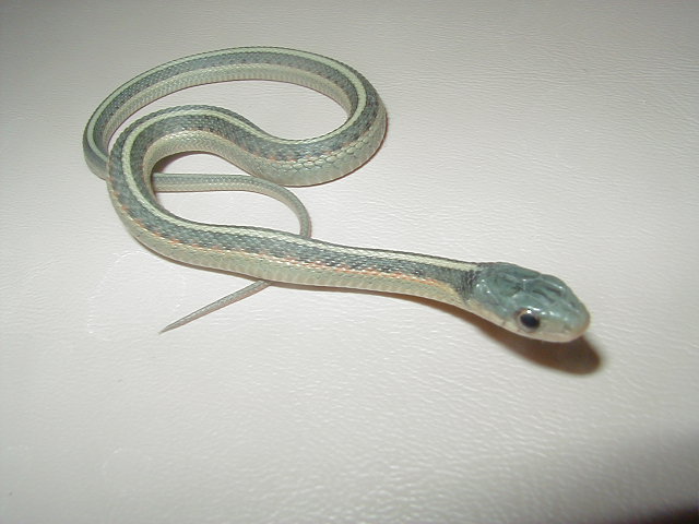 Blue red sided