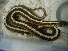 Red Sided 66 ph snow CB 06 adult female