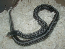 qRed Sided anerythristic adult female