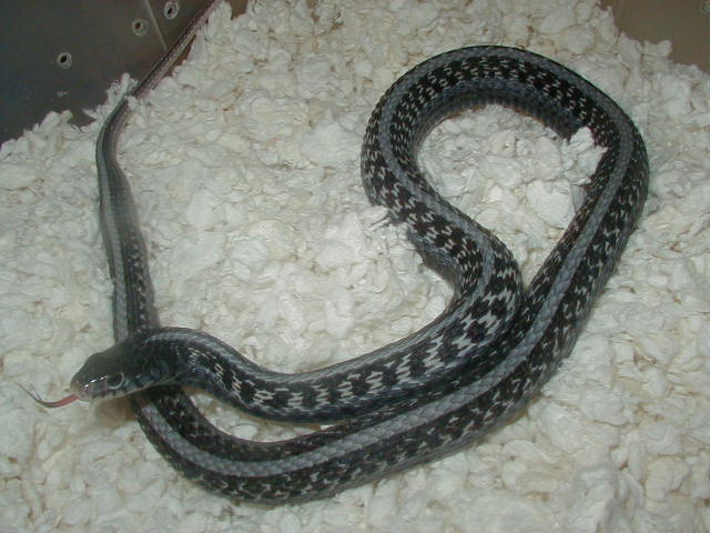 qRed Sided anerythristic adult female