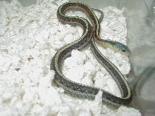 Red Sided Blue male 04 11 2009