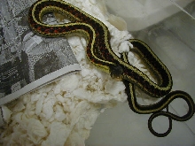Red Sided DH snow from Anery 2 female 06 07 2010
