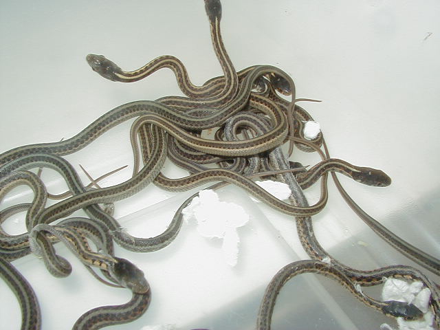 Red Sided Golden anery fem x Kansas alb male 2 cb 09 05 14 2009