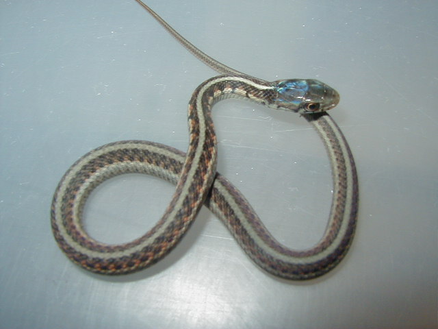 Red Sided Golden anery fem x Kansas alb male 3 cb 09 05 14 2009