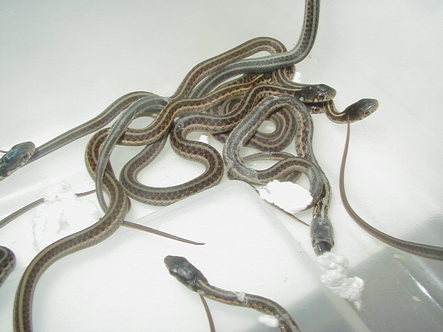 Red Sided Golden anery fem x Kansas alb male cb 09 05 14 2009
