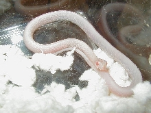Red Sided Snow female 2 CB 09 10 04 2009