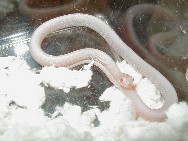 Red Sided Snow female 2 CB 09 10 04 2009