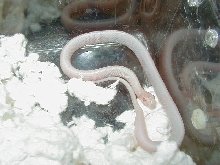 Red Sided Snow female  CB 09 10 04 2009