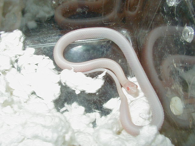 Red Sided Snow female  CB 09 10 04 2009