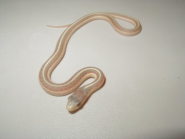 Red Sided- Iowa Albino garter as a baby