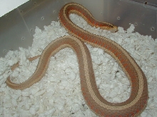 Red sided albino Iowa strain CB 2007 05 19 2008