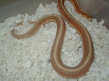 Red sided albino Iowa strain 2 CB 2007 05 19 2008