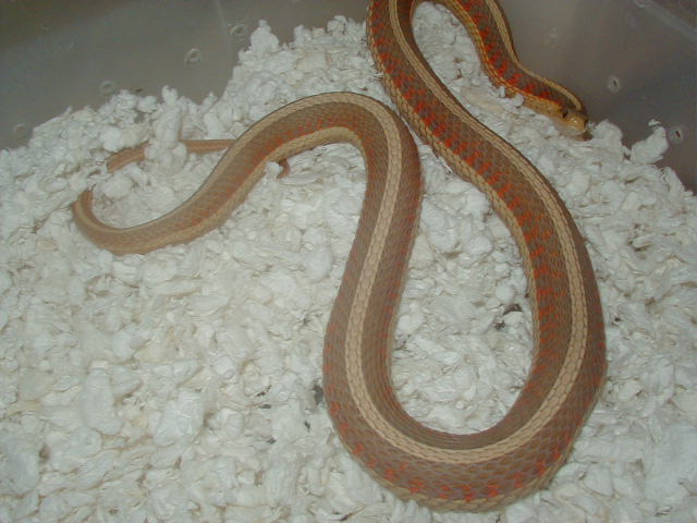 Red sided albino Iowa strain 2 CB 2007 05 19 2008