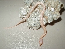 Red Sided albino Kansas strain CB 09 05 05 2009