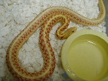 Red Sided albino Kansas strain adult female 1 cb 07 06 07 2010