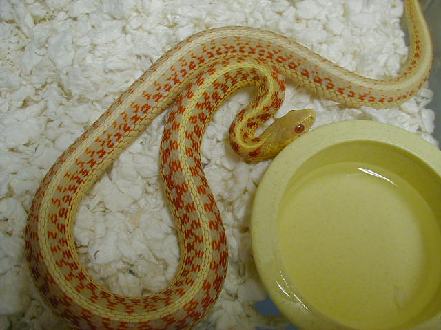Red Sided albino Kansas strain adult female 1 cb 07 06 07 2010