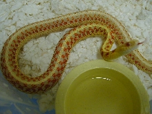 Red Sided albino Kansas strain adult female 2 cb 07 06 07 2010
