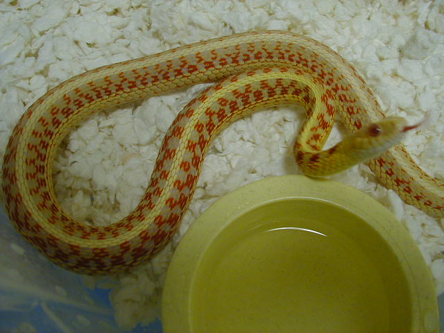 Red Sided albino Kansas strain adult female 2 cb 07 06 07 2010