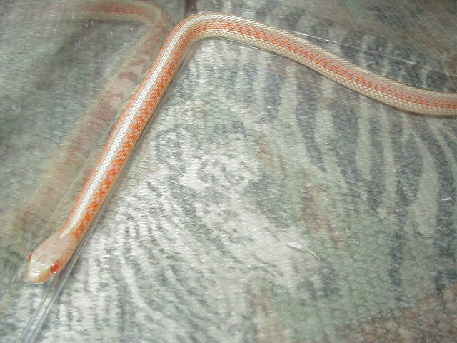 Albino red sided