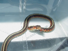 Red Sided normal CB 2008 Hardy bloodlines