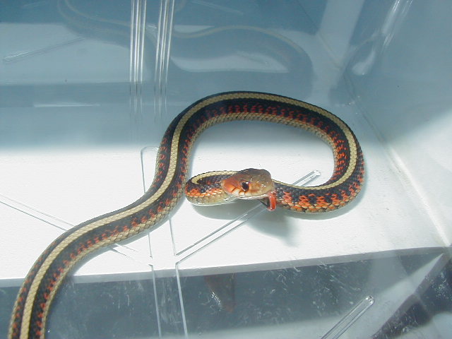 Red Sided normal CB 2008 Hardy bloodlines