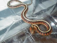 Red Sided normal CB 2008 Hardy bloodlines 2