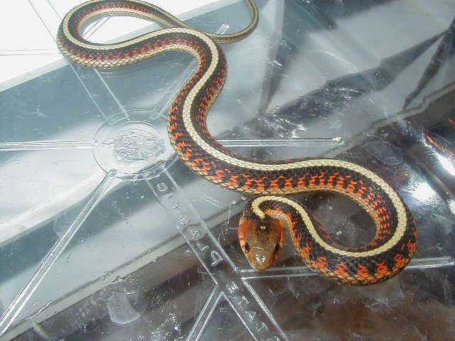 Red Sided normal CB 2008 Hardy bloodlines 2