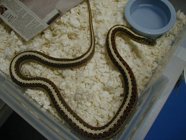 Red Sided normal female CB 06 07 2010