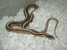 Red Sided outcrossed 100% het albin female 1 05 07 09