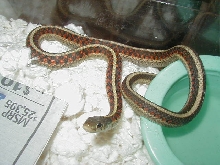 Red Sided outcrossed 100% het albin male 05 07 09