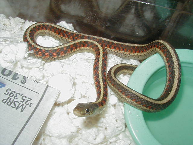 Red Sided outcrossed 100% het albin male 05 07 09
