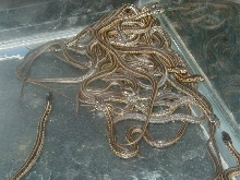 Red Sideds Het anerythrsitic CB 5 14 2008