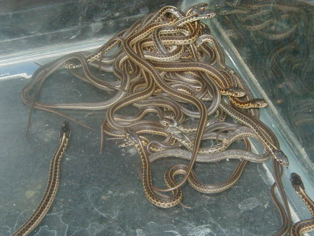 Red Sideds Het anerythrsitic CB 5 14 2008