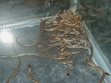 QRed Sideds Het anerythrsitic CB 5 14 2008