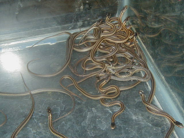 QRed Sideds Het anerythrsitic CB 5 14 2008