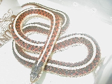 Red sided normal adult female