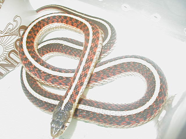 Red sided normal adult female